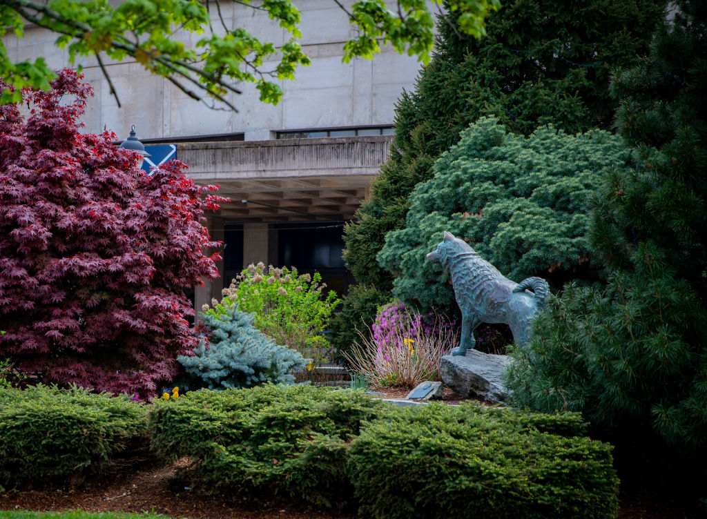 husky bronze statue with gampel in the background